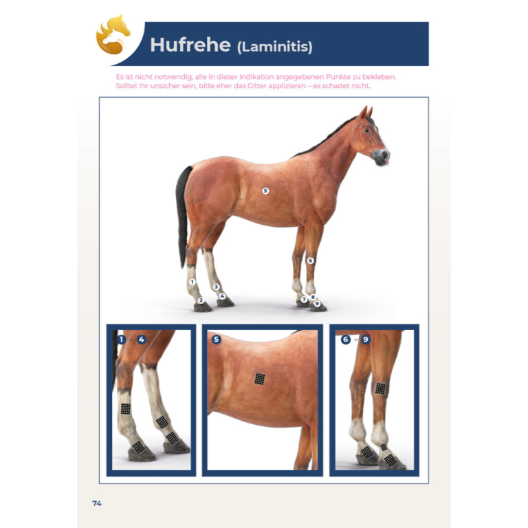 Okamed_Buch-Gitter-Pferde_Innenteil-RZ74-768x768